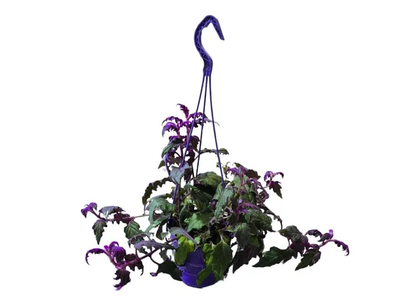 Gynura L "Purple Passion"